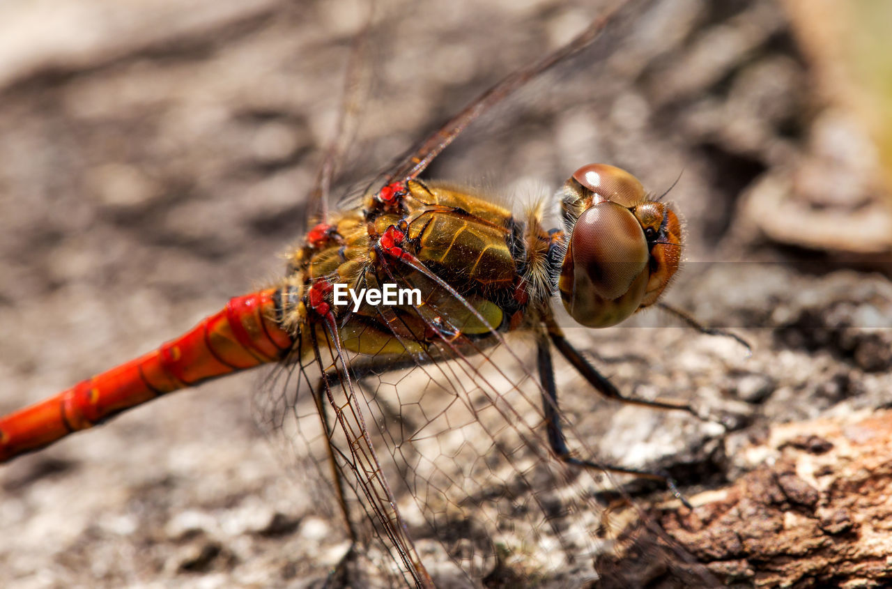 Gemeine heidelibelle sympetrum vulgatum