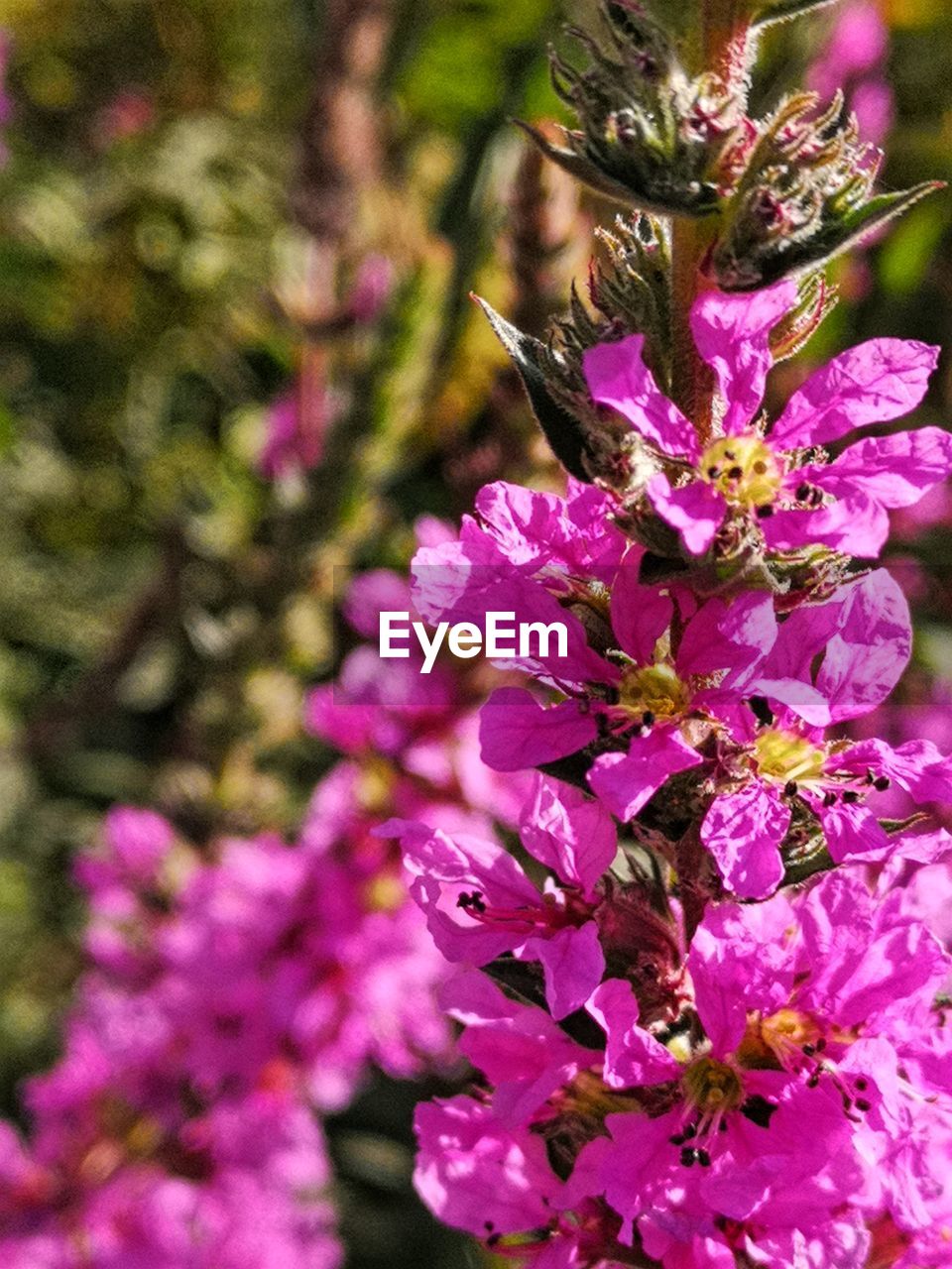 CLOSE-UP OF PURPLE FLOWERING PLANT