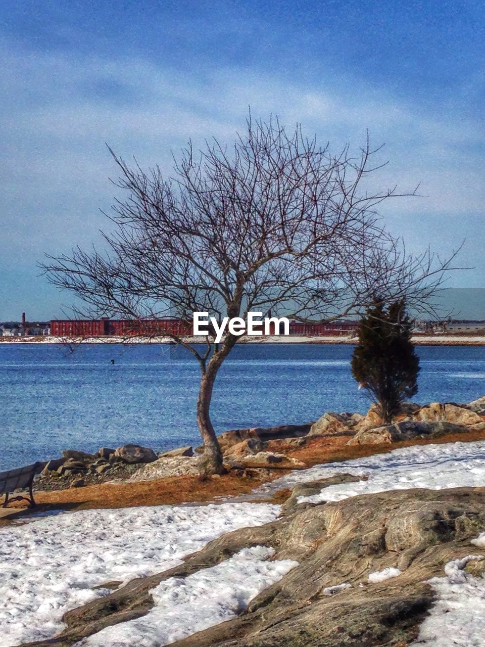 BARE TREES ON CALM SEA