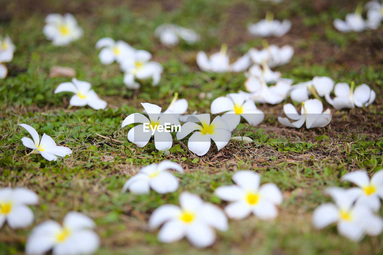 CLOSE-UP OF WHITE CROCUS FLOWERS