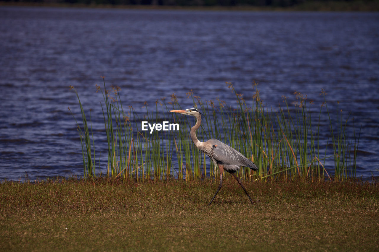 Large wading great blue heron ardea herodias wading bird at myakka state park in sarasota, florida