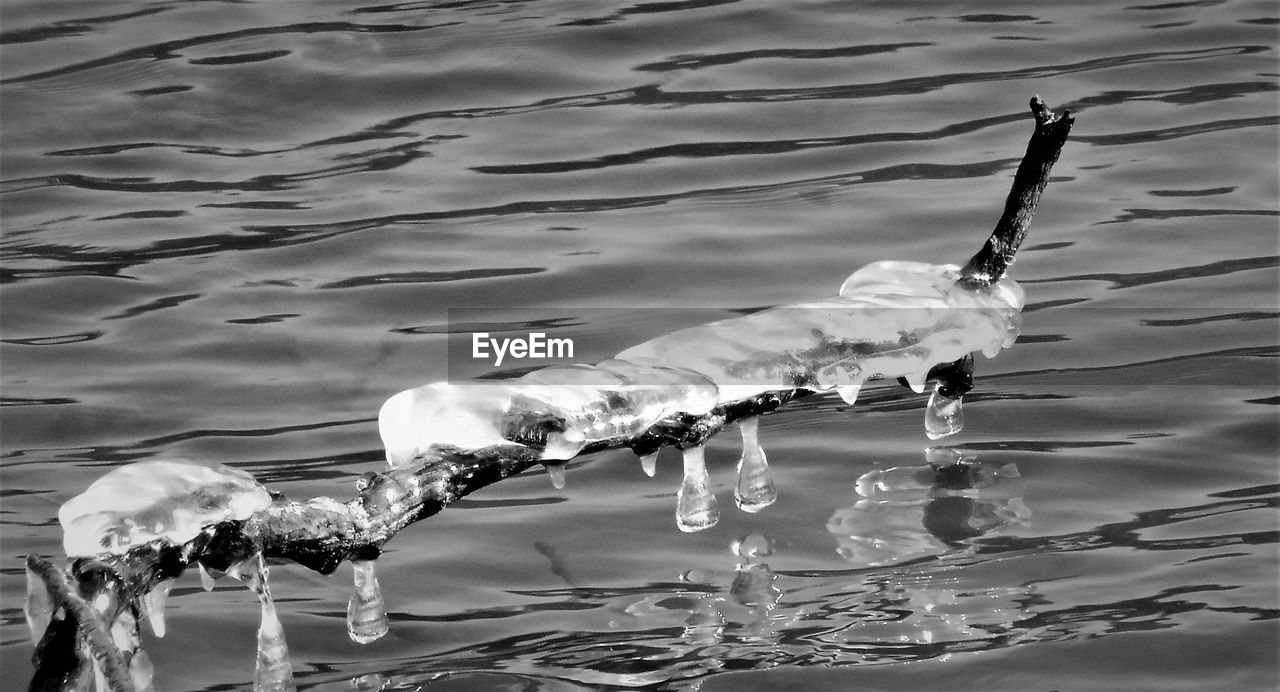 CLOSE-UP OF FISHES SWIMMING IN WATER