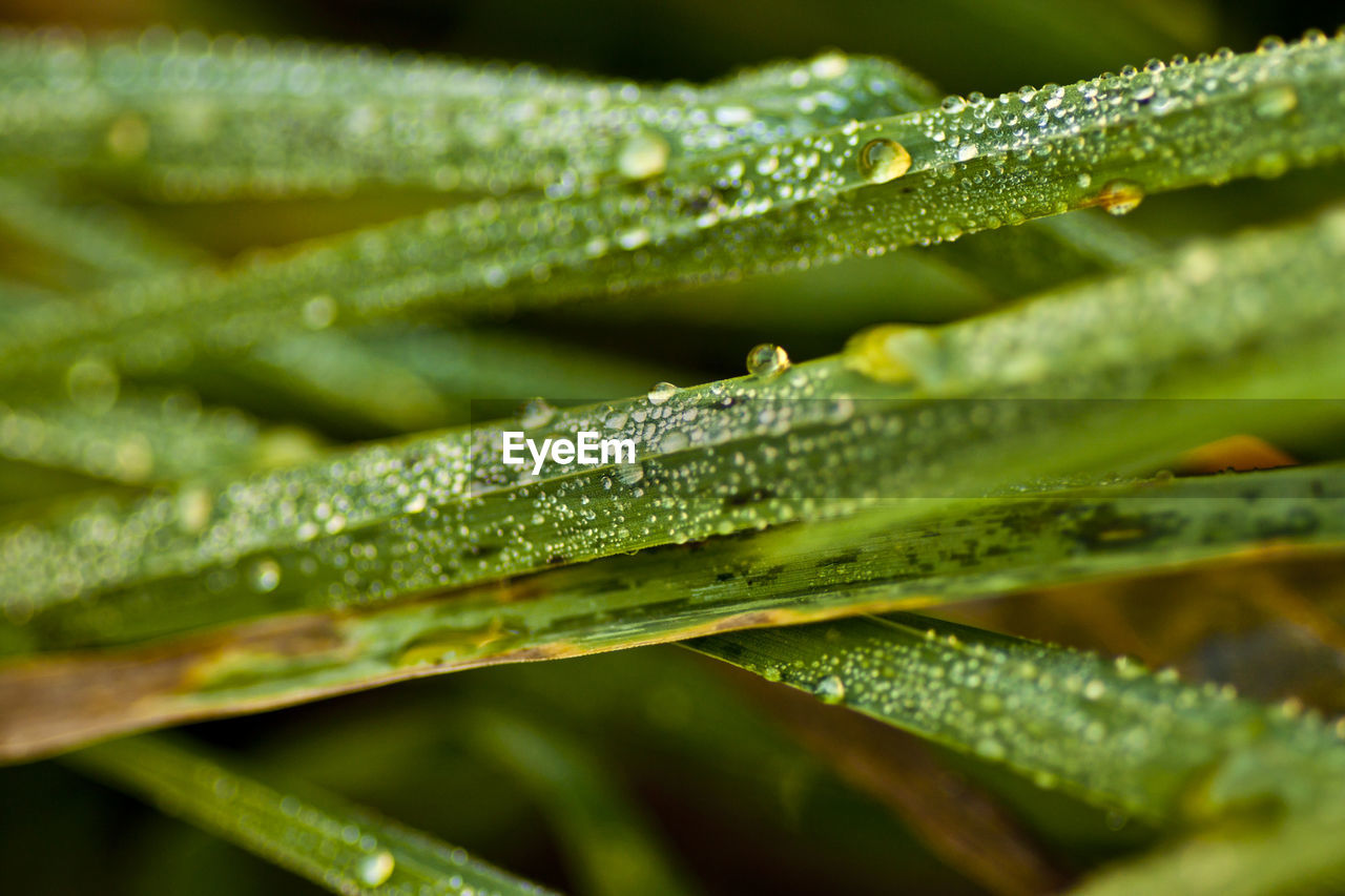 CLOSE-UP OF WATER DROPS ON LEAF