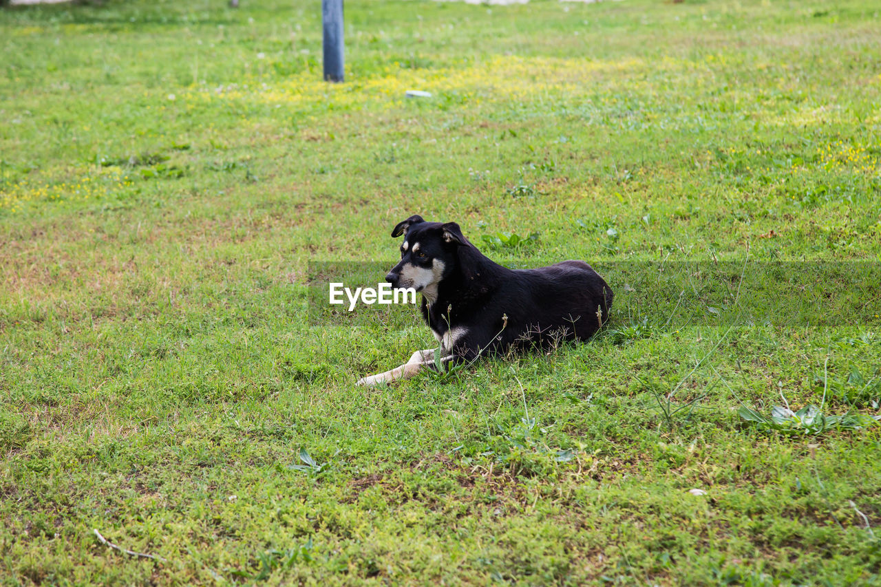 DOG RUNNING ON FIELD