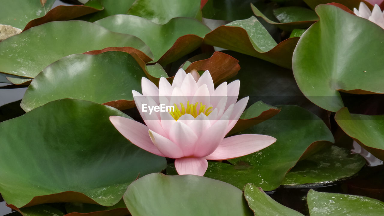 Close-up of lotus water lily in lake