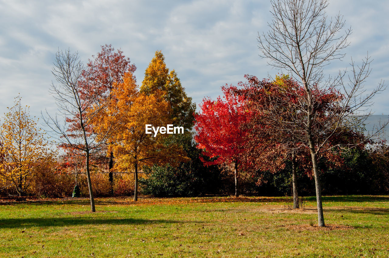 Autumn trees on field against sky