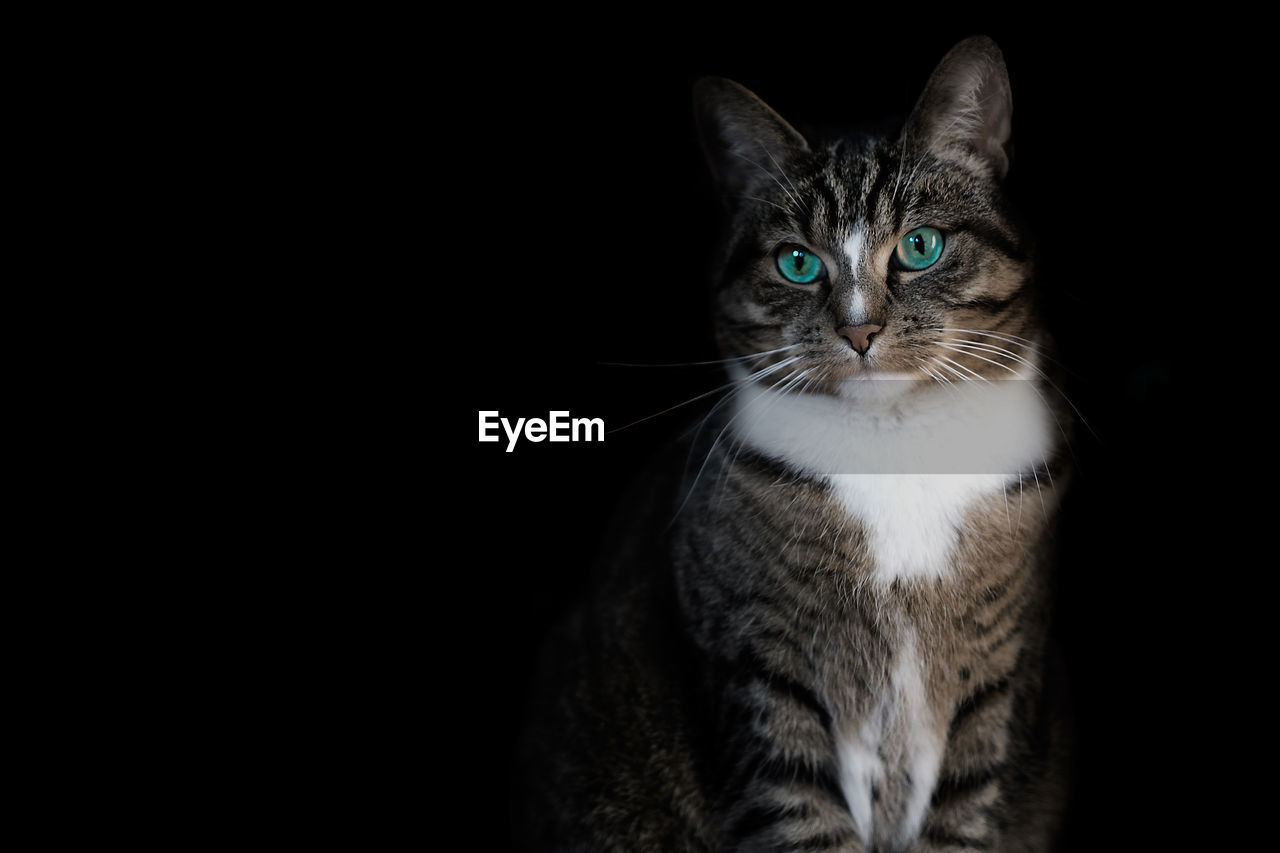 PORTRAIT OF CAT