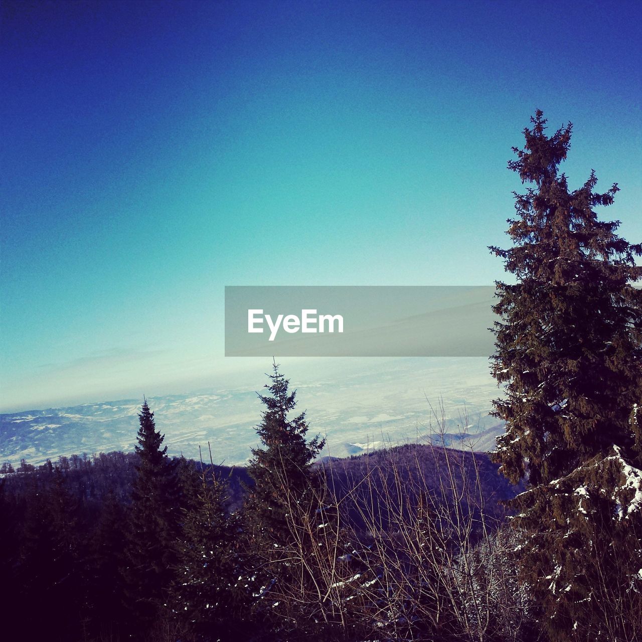 Trees on mountains against blue sky