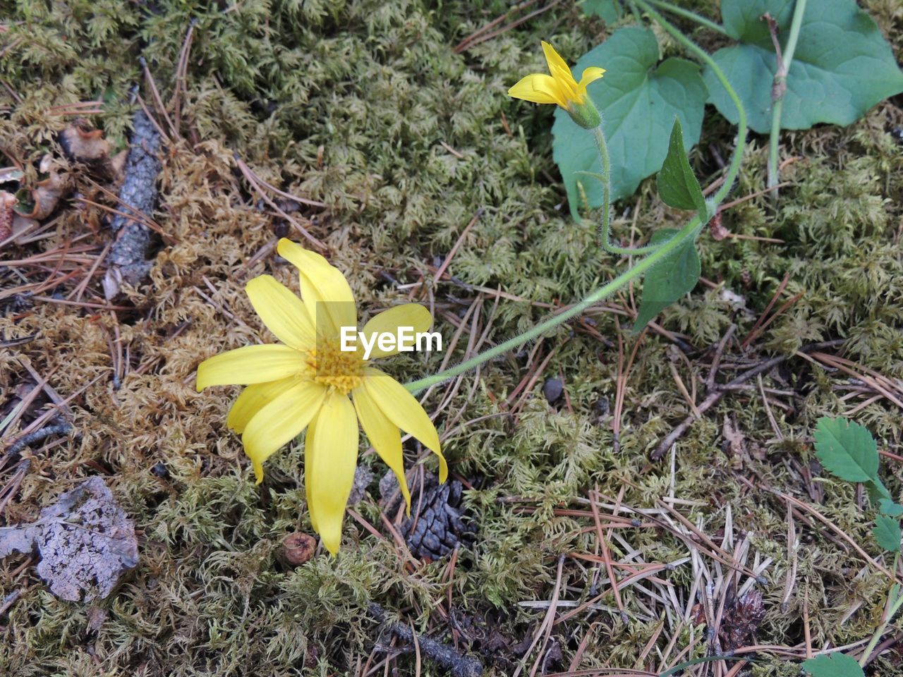 HIGH ANGLE VIEW OF YELLOW FLOWERING PLANTS ON FIELD