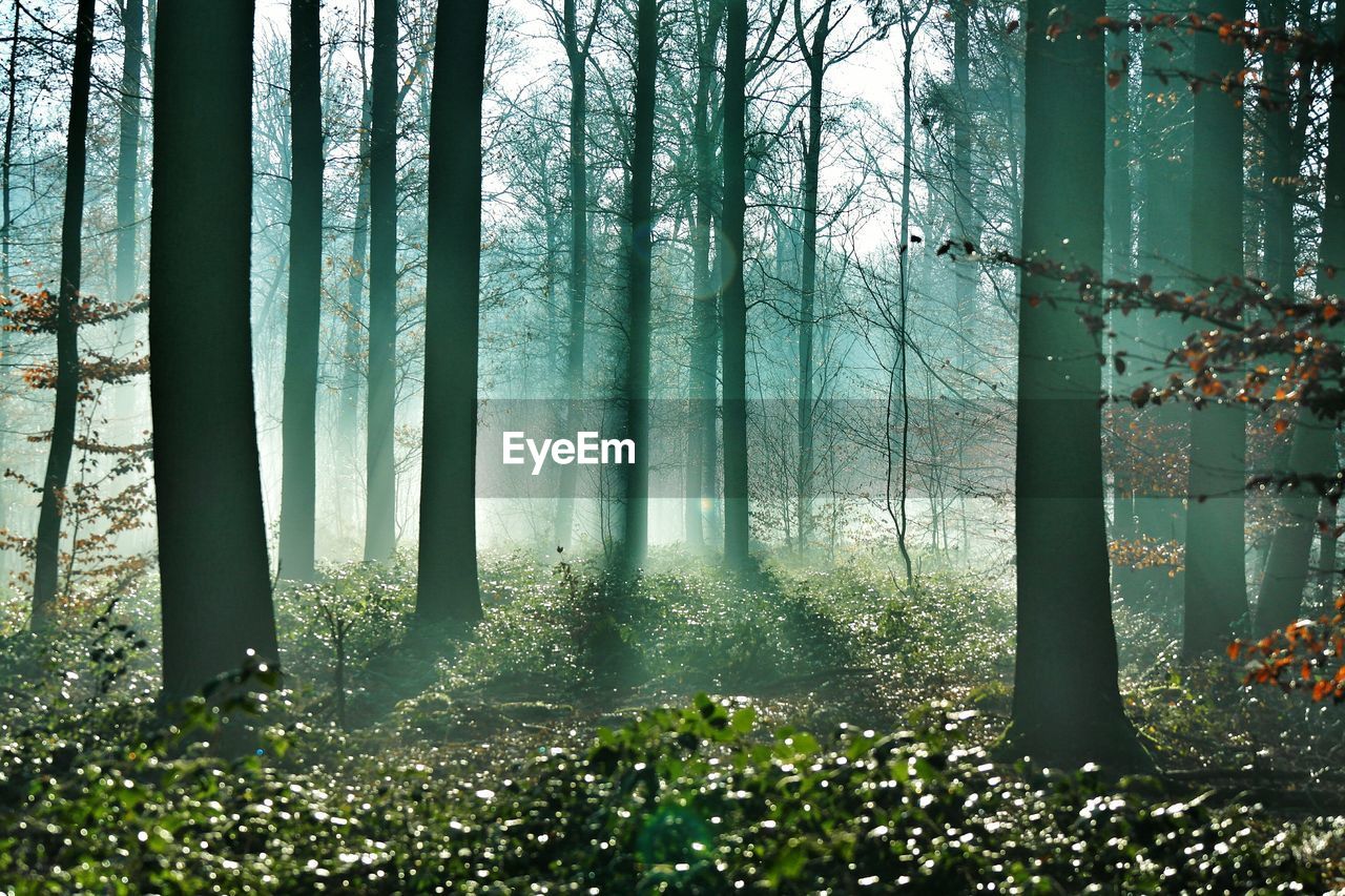 Idyllic view of trees in forest