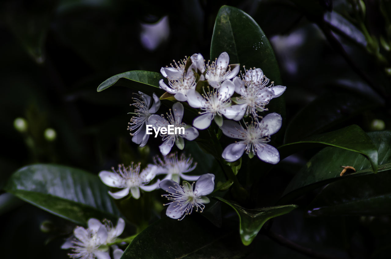 CLOSE-UP OF PURPLE FLOWERING PLANT WITH DEW DROPS