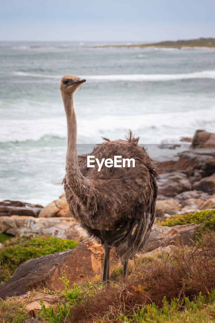 Female ostrich struthio camelus against sea at atlantic coast in south africa