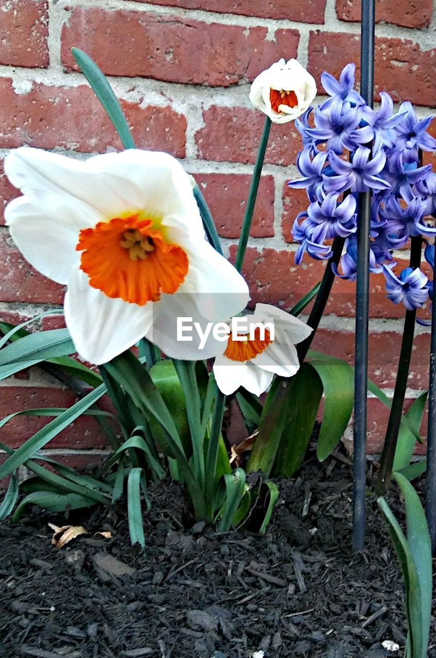 CLOSE-UP OF FLOWERING PLANT IN YARD