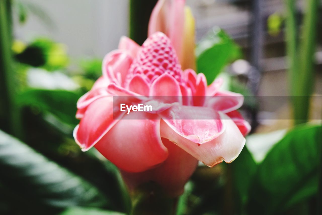 CLOSE-UP OF PINK ROSE FLOWER