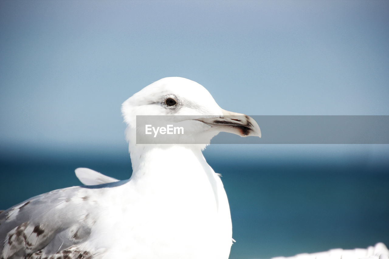 CLOSE-UP OF SEAGULL PERCHING ON ROCK