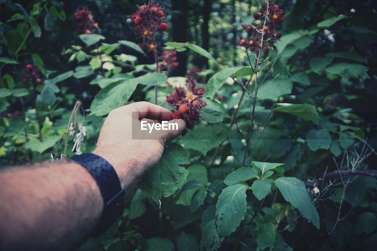 Cropped hand of man touching raspberries in forest