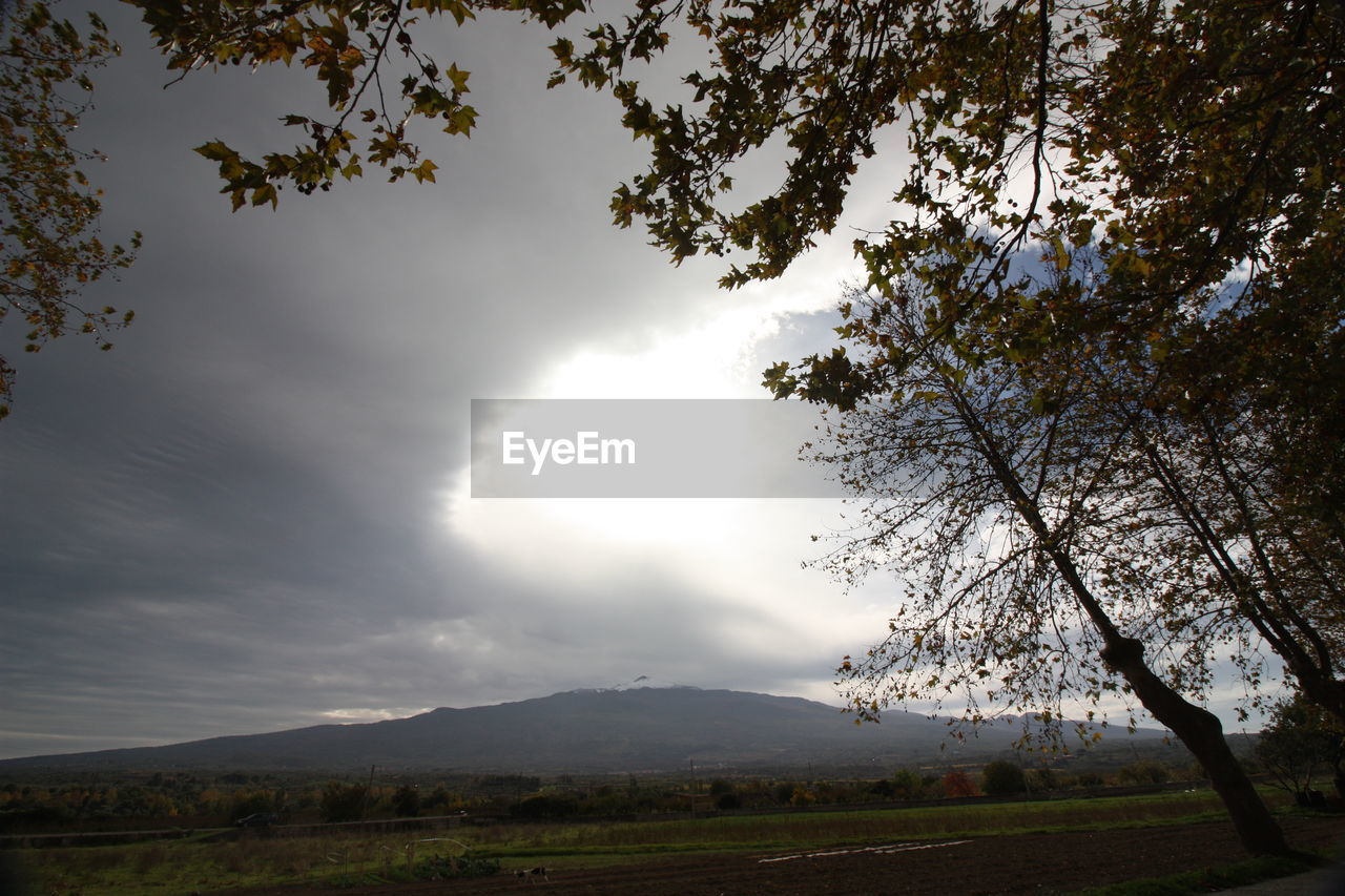 SCENIC VIEW OF TREE MOUNTAINS AGAINST SKY