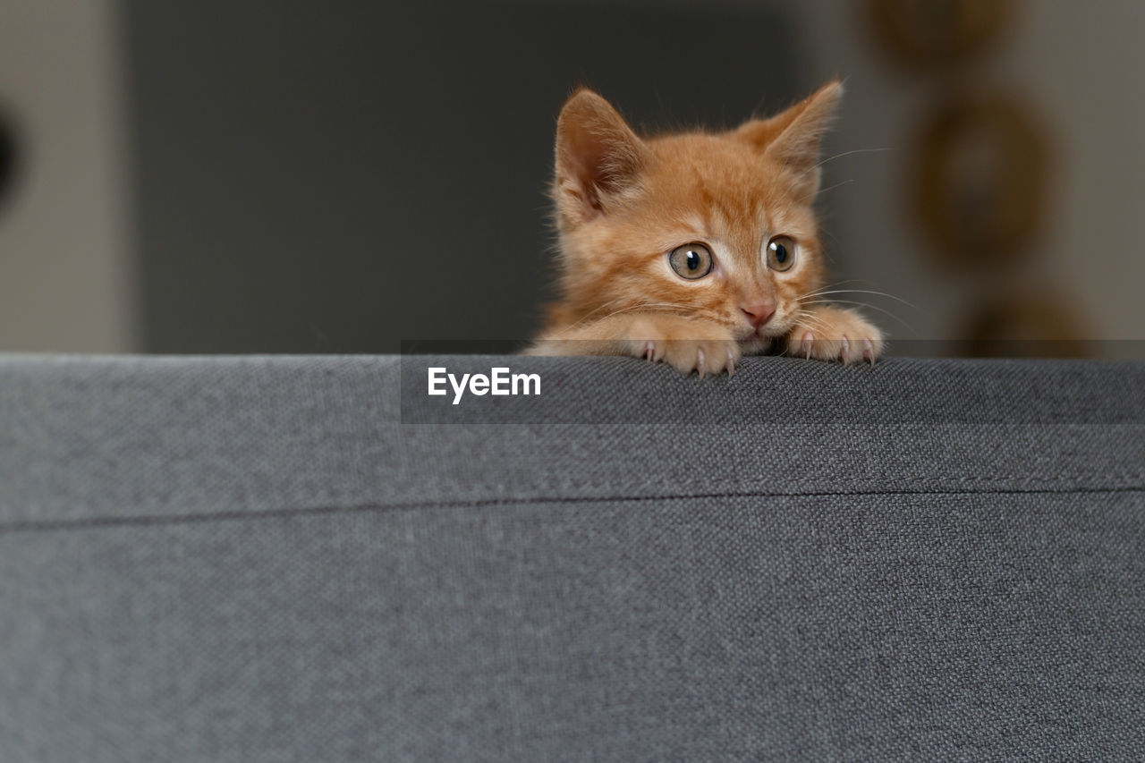 portrait of cat sitting on sofa at home