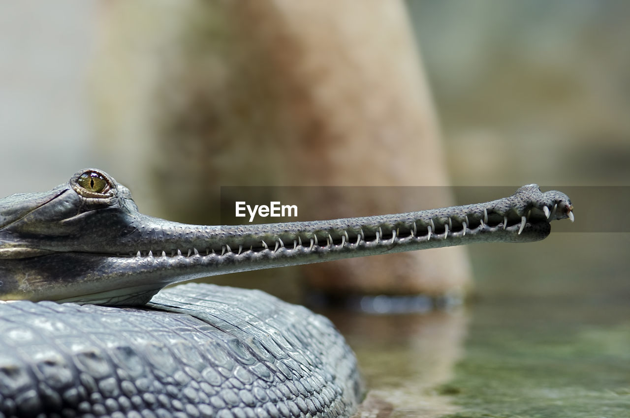 Head of indial gavial - endangered species