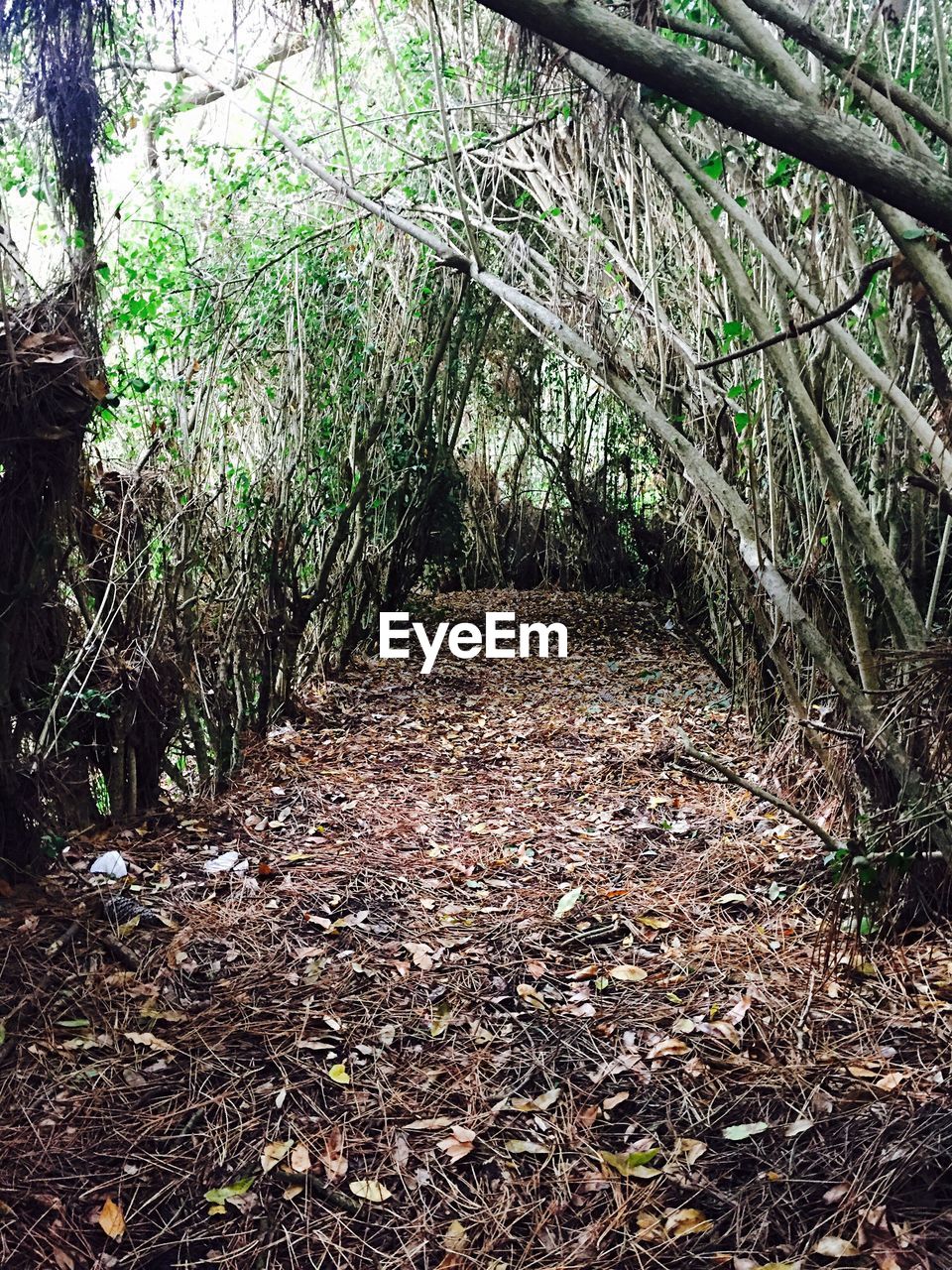 VIEW OF TREES IN FOREST