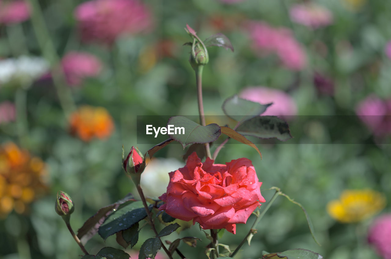 CLOSE-UP OF FLOWERING PLANT