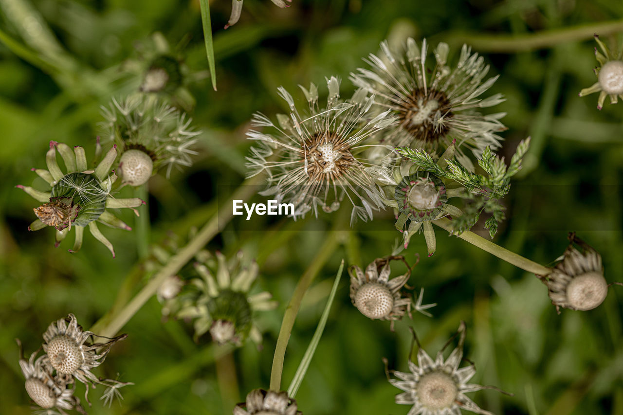 Close-up of flowering plant