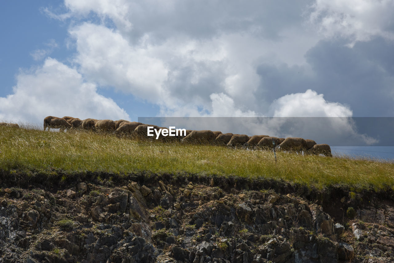 Sheep herd on field against sky