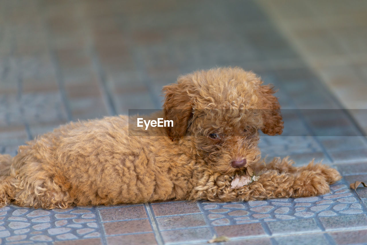 CLOSE-UP OF A DOG SITTING