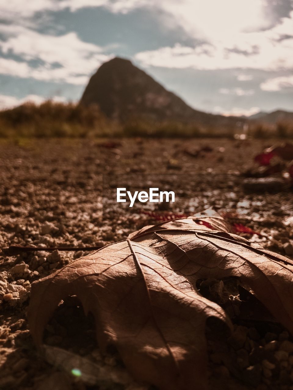 DRY LEAVES ON LAND AGAINST SKY