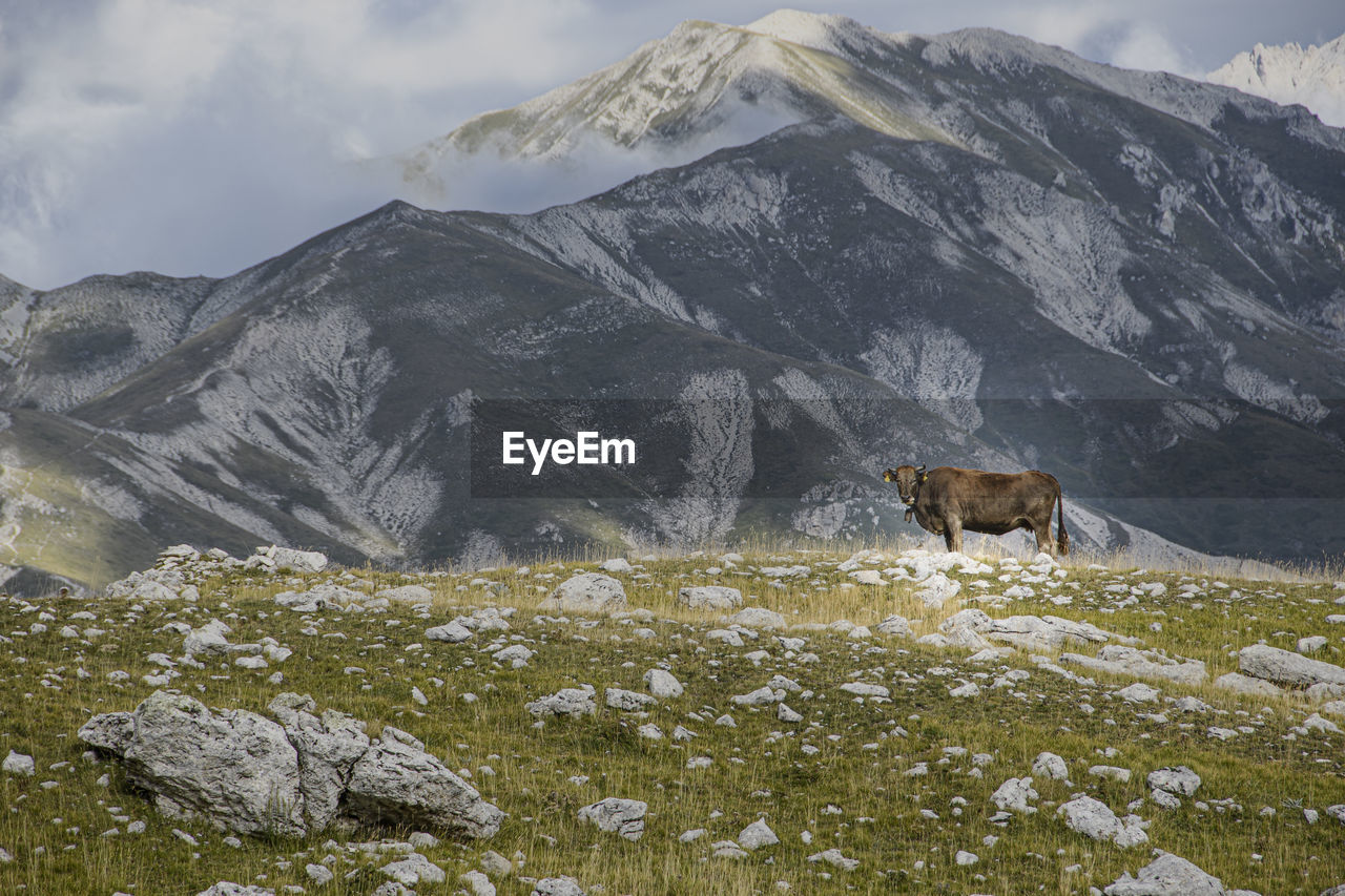 View of cow on  its natural environment -mountain.