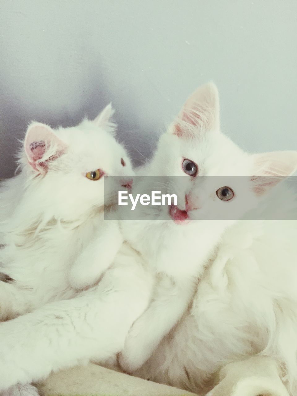 CLOSE-UP PORTRAIT OF WHITE KITTEN SITTING ON FLOOR