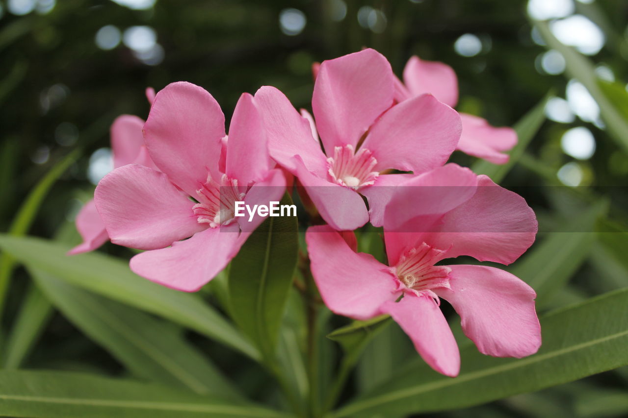 Close-up of pink flowering plant 