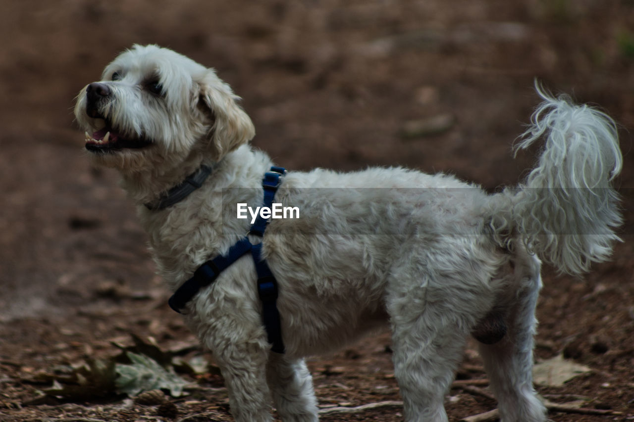 Dog standing on field