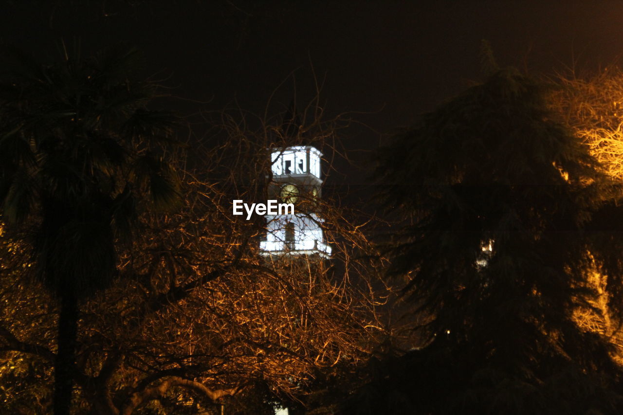 LOW ANGLE VIEW OF ILLUMINATED TREE AT NIGHT