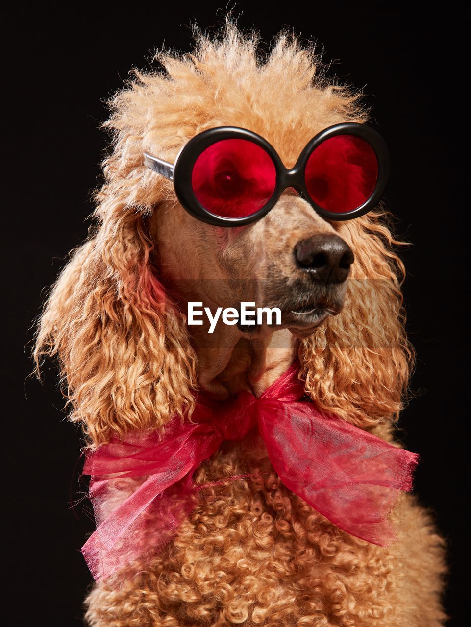 CLOSE-UP OF DOG WEARING SUNGLASSES