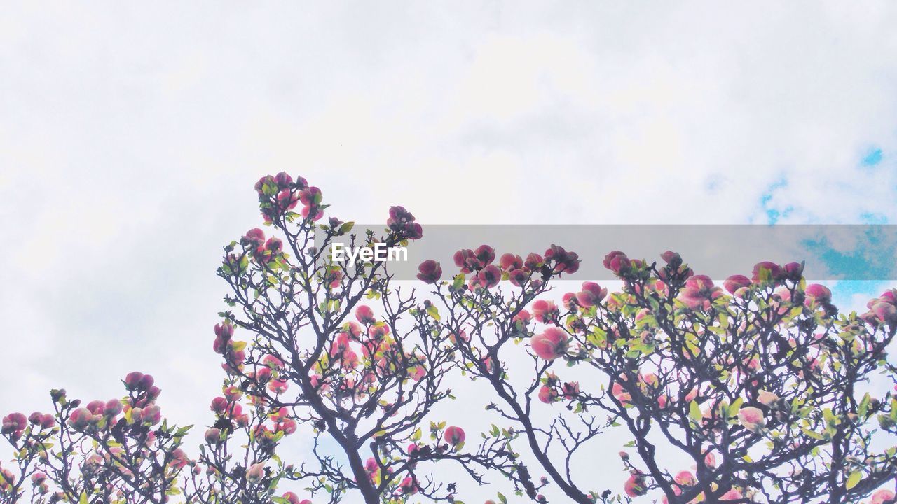 Low angle view of pink flowers