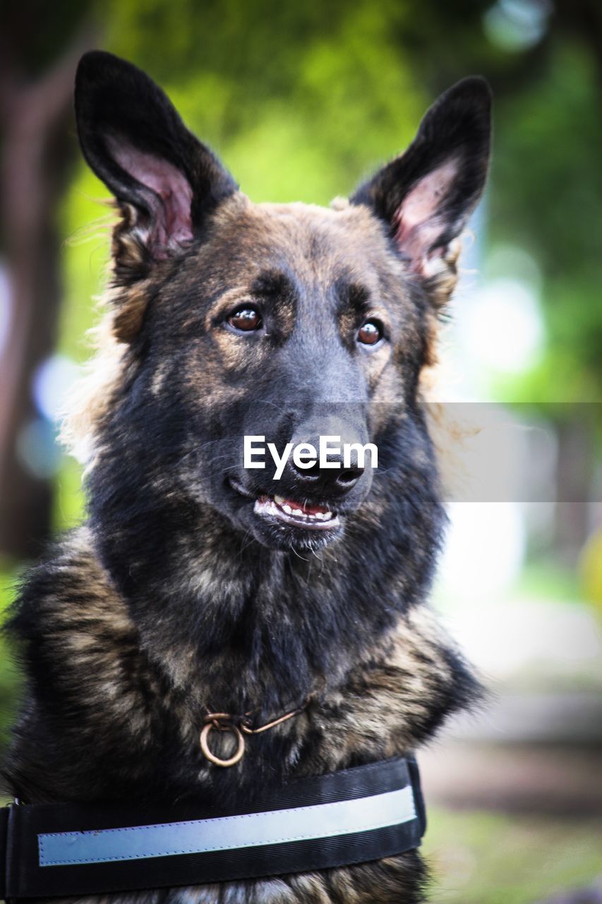 CLOSE-UP PORTRAIT OF DOG LOOKING AT CAMERA