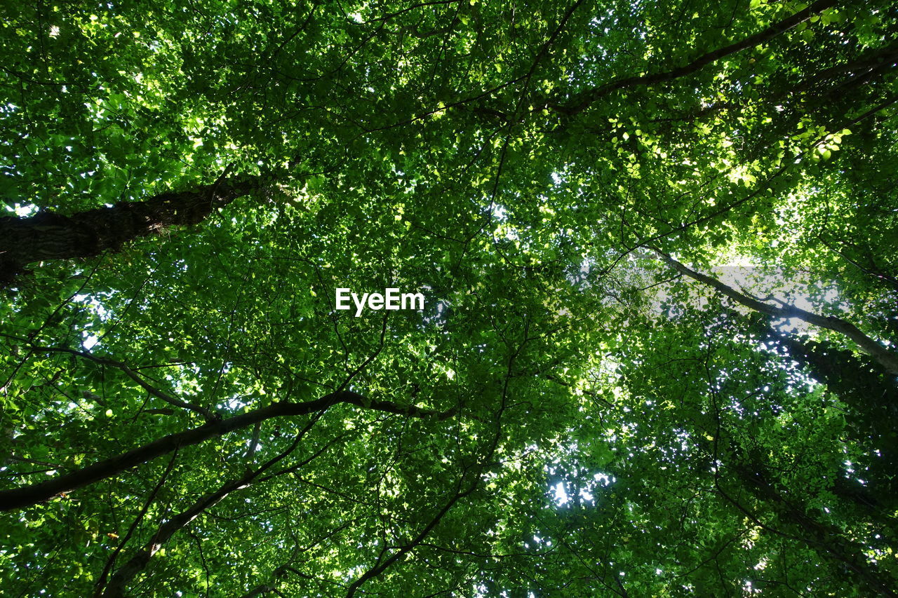 LOW ANGLE VIEW OF TREES AGAINST SKY