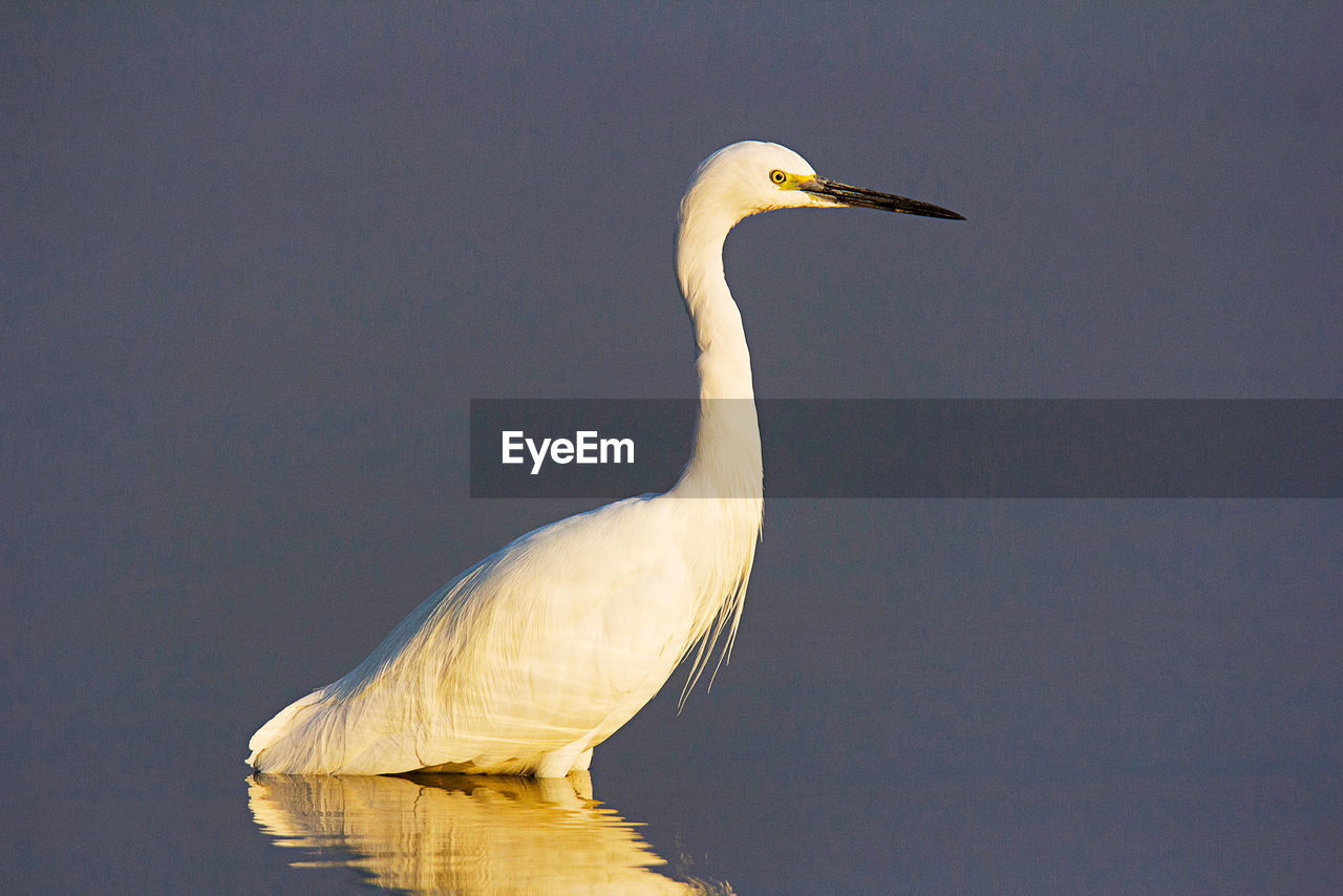 SIDE VIEW OF A BIRD IN LAKE