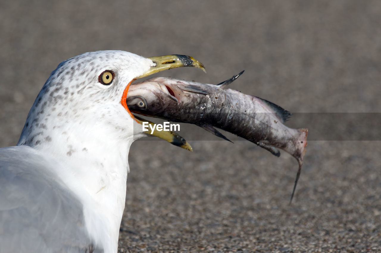 Close-up of ring billed gull carrying dead fish in mouth