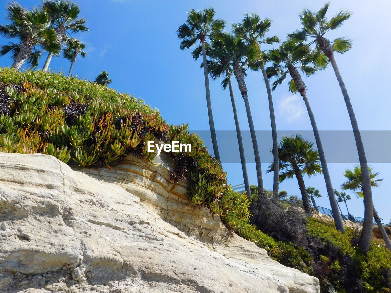 Low angle view of palm trees against clear sky