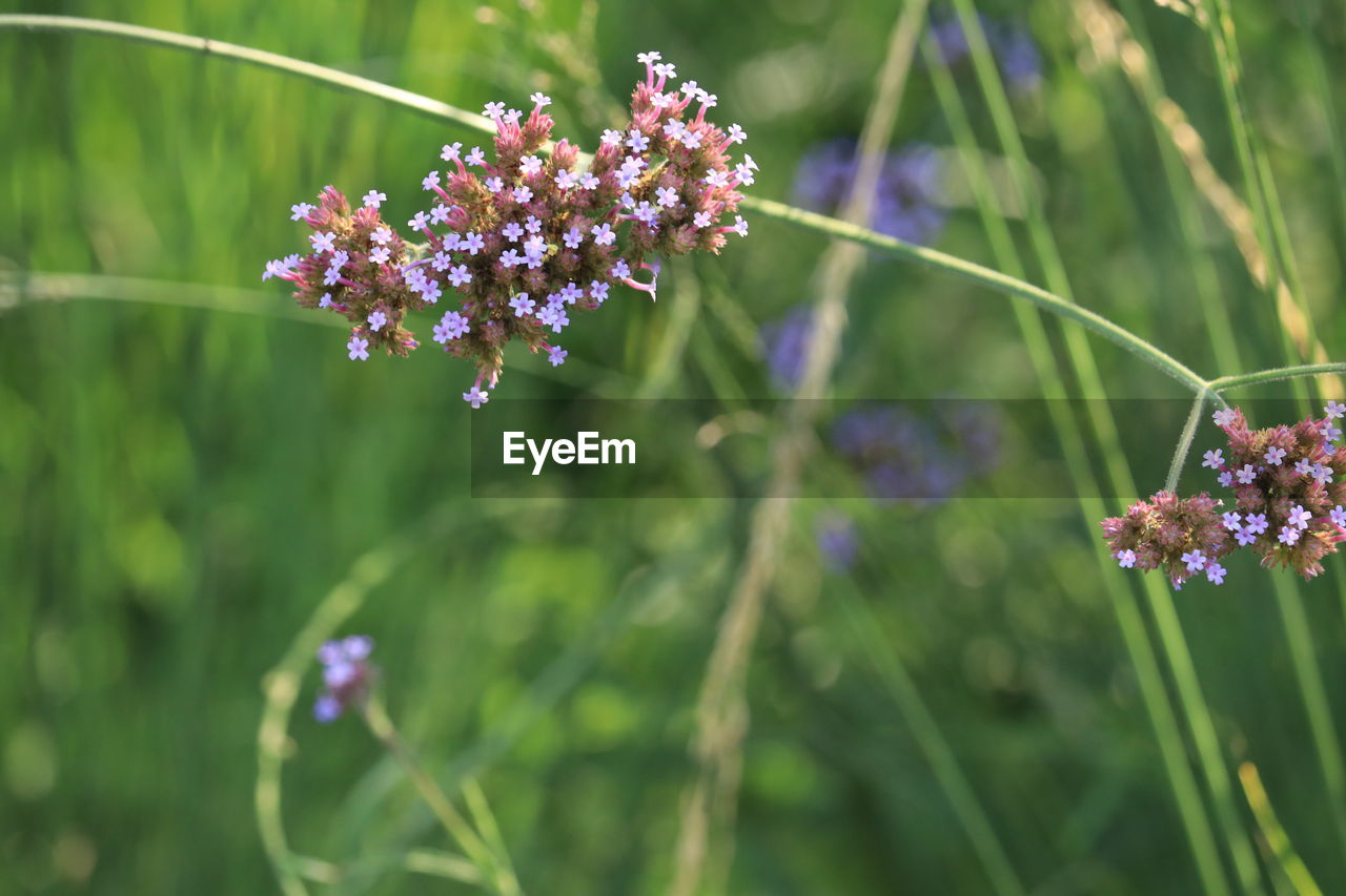 flower, flowering plant, plant, beauty in nature, nature, freshness, fragility, meadow, close-up, animal wildlife, grass, purple, prairie, insect, summer, focus on foreground, animal themes, herb, animal, botany, no people, flower head, growth, blossom, macro photography, animal wing, outdoors, springtime, butterfly, petal, wildflower, field, green, food, inflorescence, day, environment, lavender, multi colored, land, selective focus, sunlight, plant part, food and drink, plain, tranquility