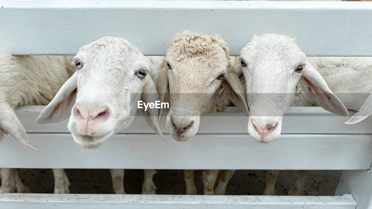 White sheep crowd in the classic farm, thailand.