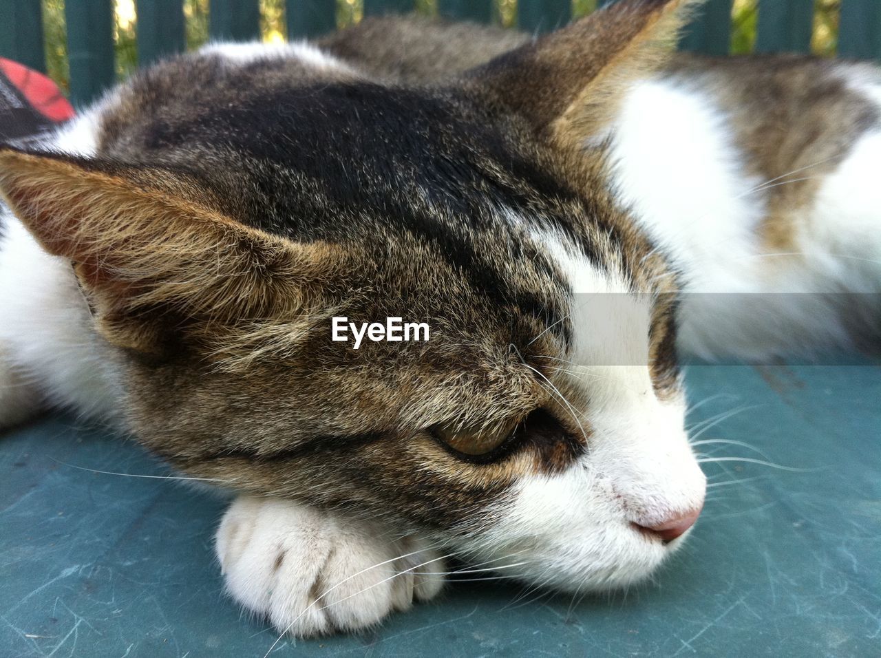 Close-up of a cat sleeping