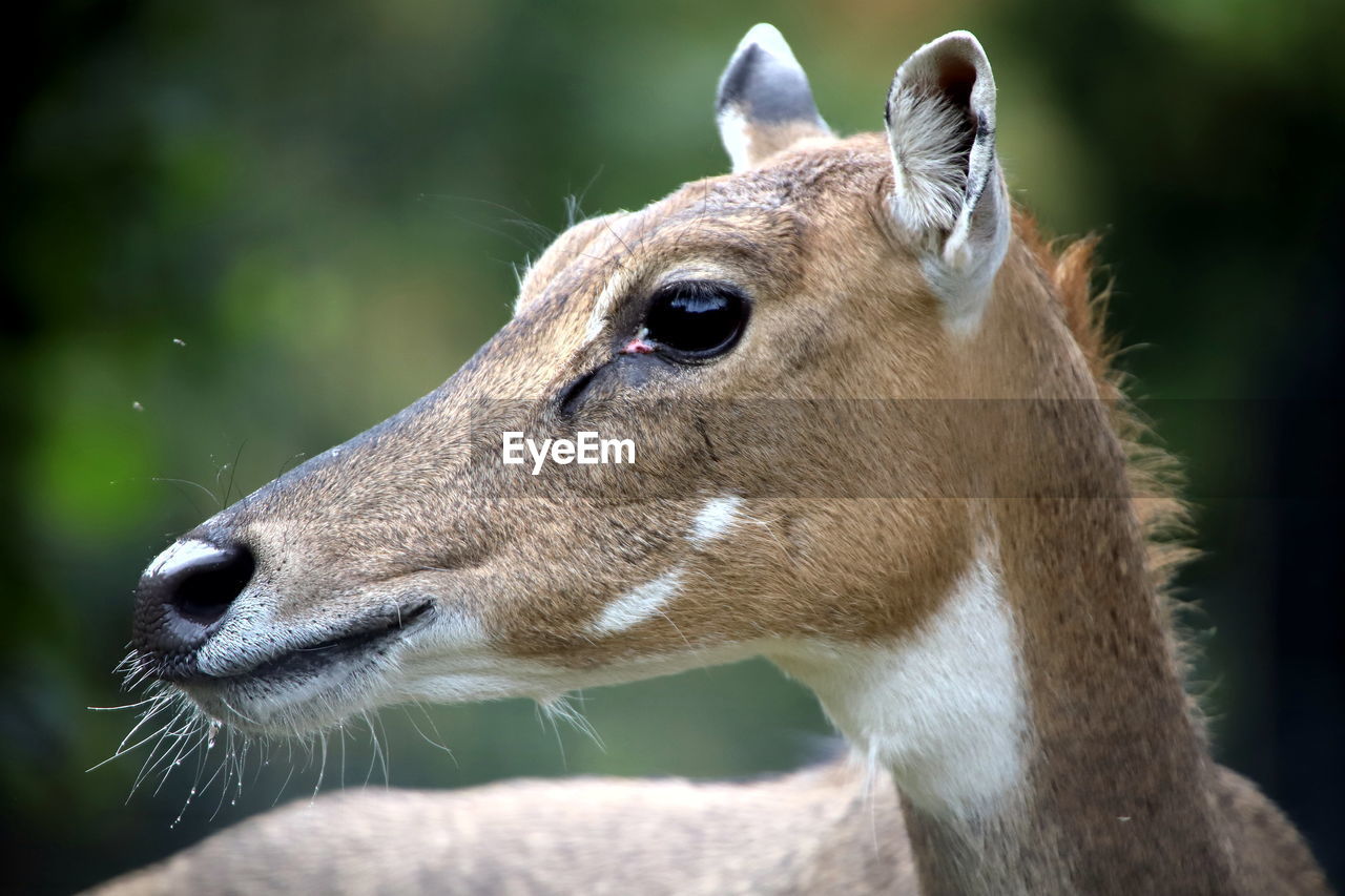 Close-up of deer