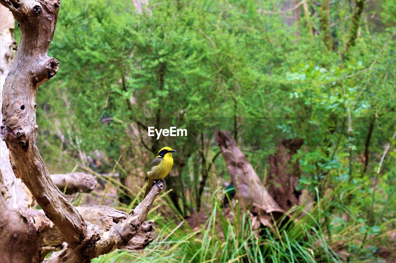 BIRD PERCHING ON TREE