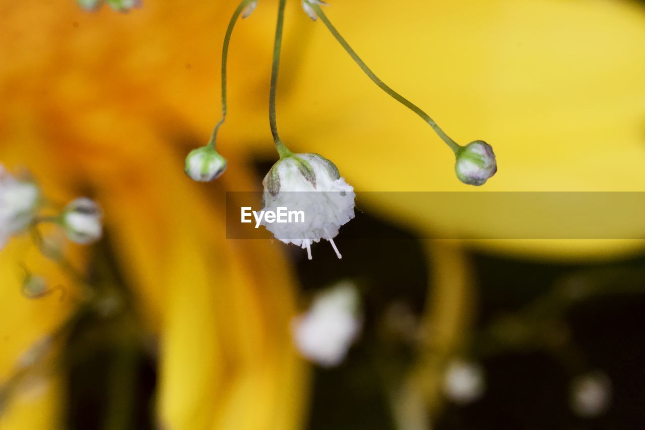 Close-up of wet yellow flower