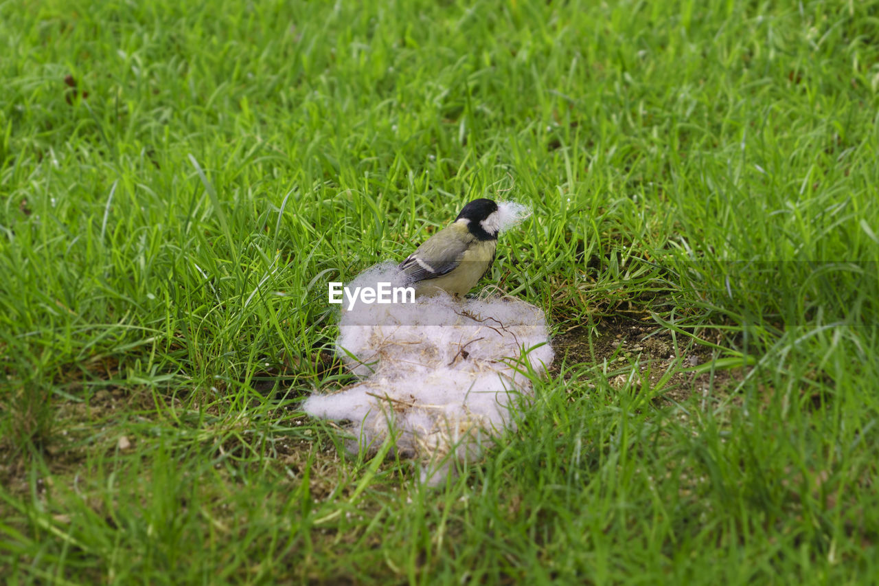 VIEW OF COW ON GRASSY FIELD