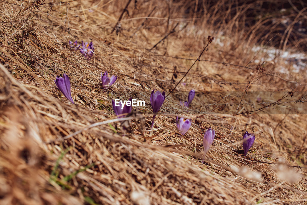 CLOSE-UP OF CROCUS FLOWERS ON FIELD