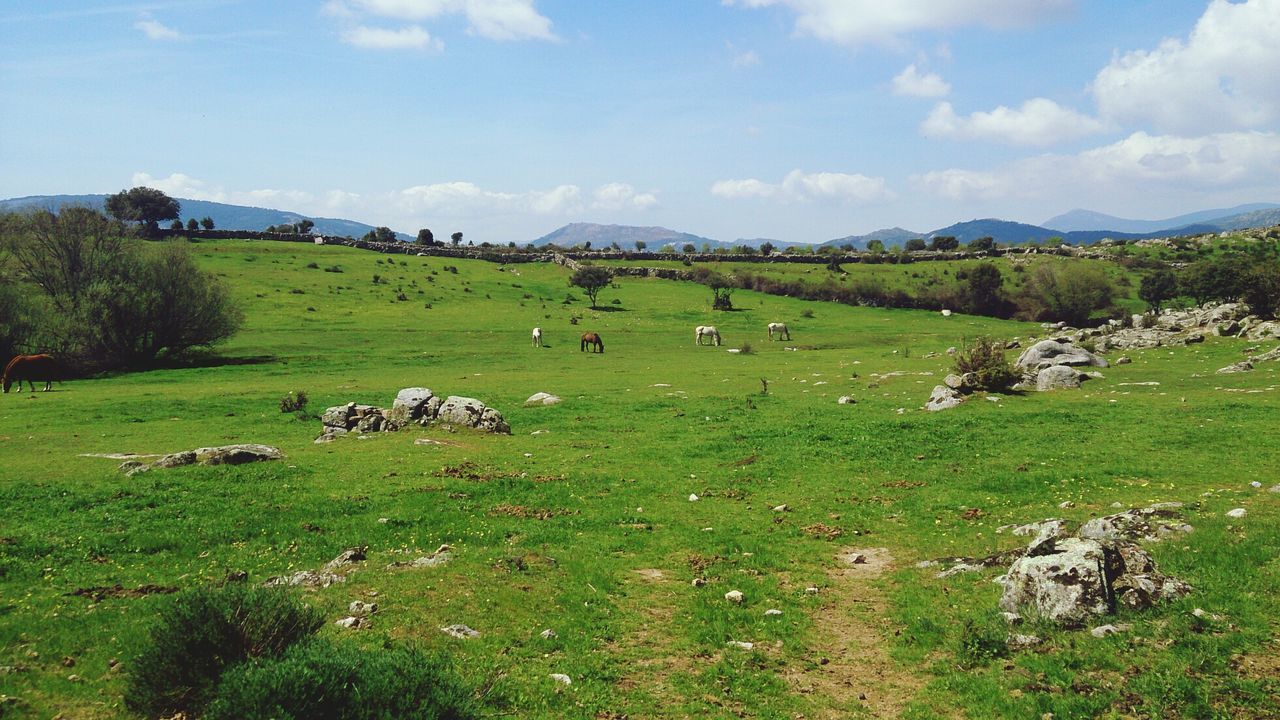 SHEEP GRAZING ON GRASSY FIELD